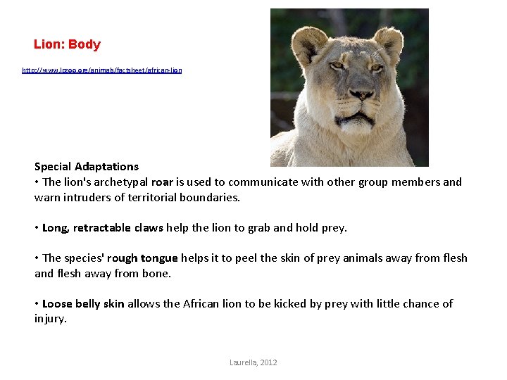 Lion: Body http: //www. lpzoo. org/animals/factsheet/african-lion Special Adaptations • The lion's archetypal roar is