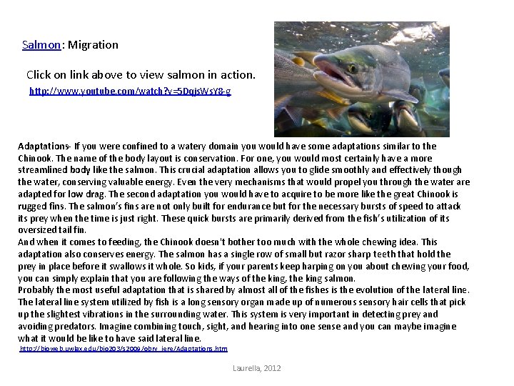 Salmon: Migration Click on link above to view salmon in action. http: //www. youtube.