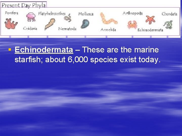 § Echinodermata – These are the marine starfish; about 6, 000 species exist today.