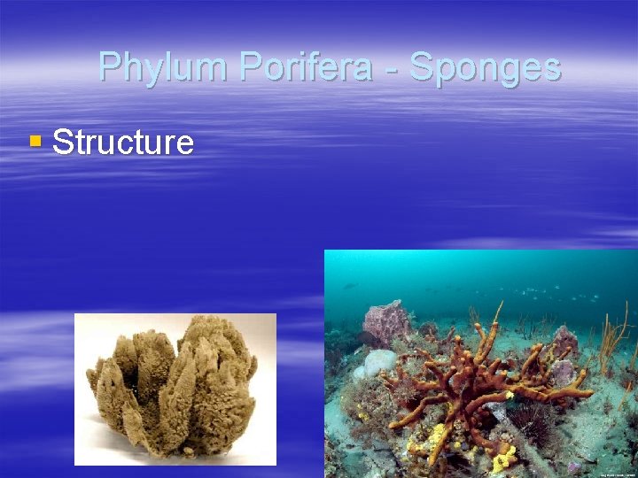Phylum Porifera - Sponges § Structure 