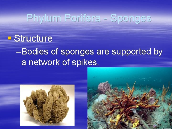 Phylum Porifera - Sponges § Structure – Bodies of sponges are supported by a