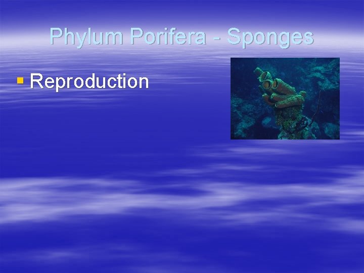 Phylum Porifera - Sponges § Reproduction 