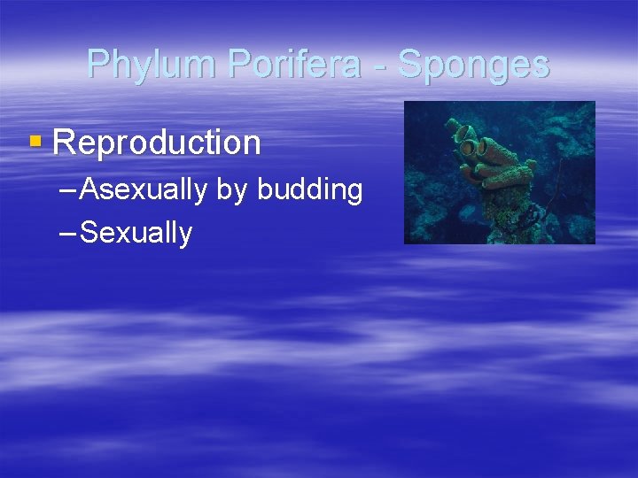 Phylum Porifera - Sponges § Reproduction – Asexually by budding – Sexually 