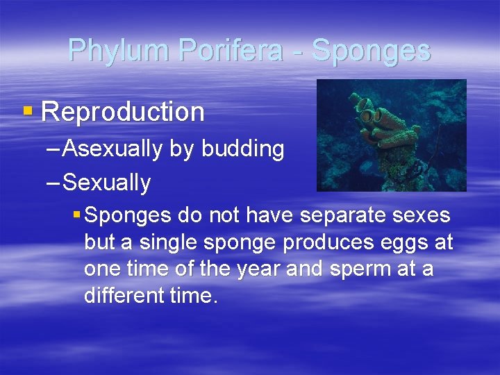 Phylum Porifera - Sponges § Reproduction – Asexually by budding – Sexually § Sponges