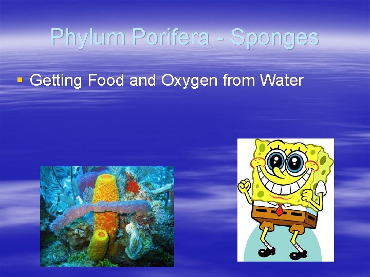 Phylum Porifera - Sponges § Getting Food and Oxygen from Water 