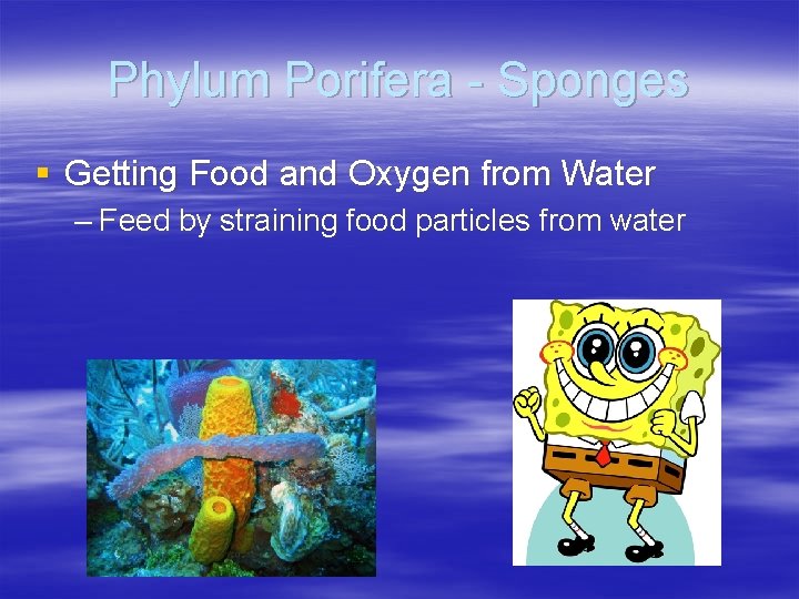 Phylum Porifera - Sponges § Getting Food and Oxygen from Water – Feed by