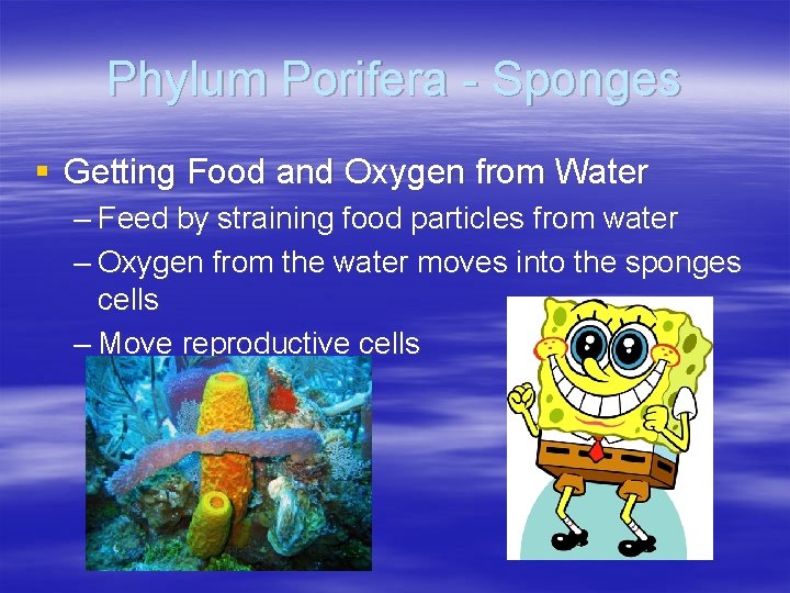 Phylum Porifera - Sponges § Getting Food and Oxygen from Water – Feed by