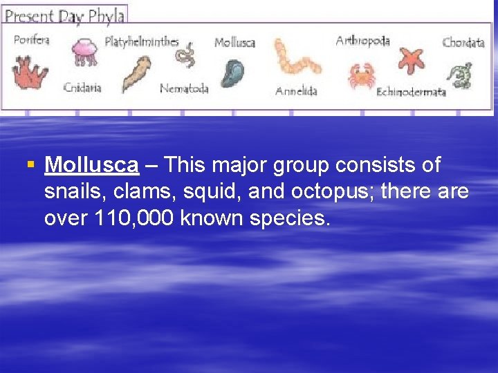 § Mollusca – This major group consists of snails, clams, squid, and octopus; there