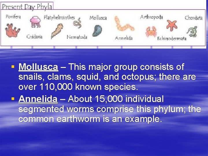 § Mollusca – This major group consists of snails, clams, squid, and octopus; there