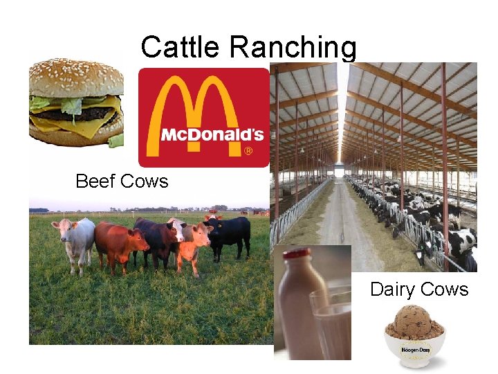 Cattle Ranching Beef Cows Dairy Cows 
