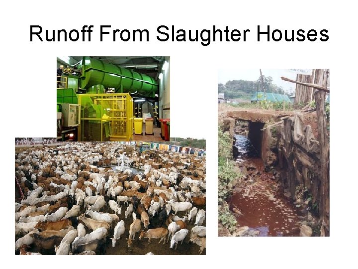 Runoff From Slaughter Houses 