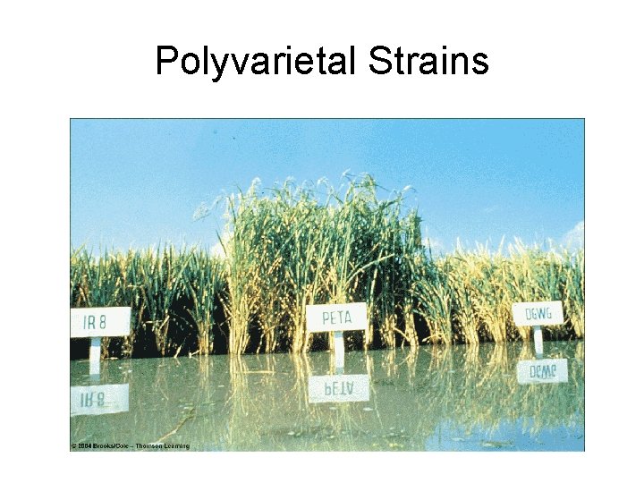 Polyvarietal Strains 