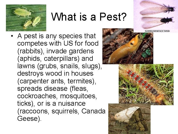 What is a Pest? • A pest is any species that competes with US