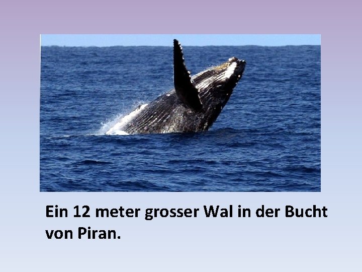 Ein 12 meter grosser Wal in der Bucht von Piran. 