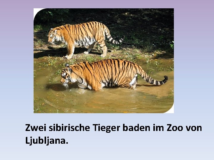 Zwei sibirische Tieger baden im Zoo von Ljubljana. 