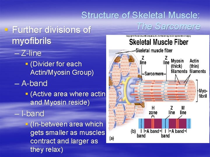 Structure of Skeletal Muscle: The Sarcomere § Further divisions of myofibrils – Z-line §