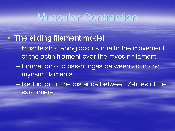 Muscular Contraction § The sliding filament model – Muscle shortening occurs due to the