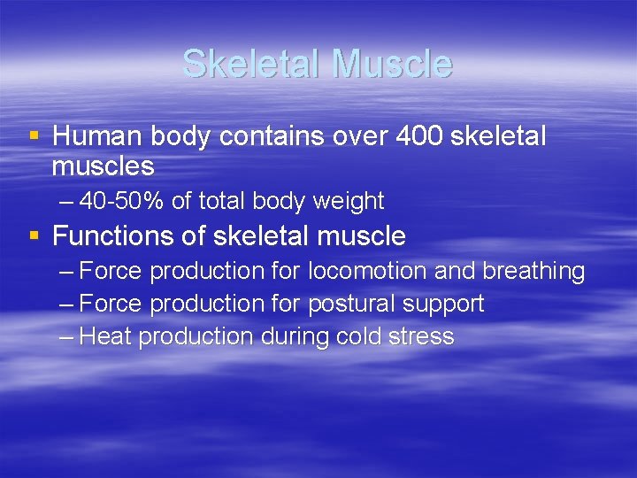 Skeletal Muscle § Human body contains over 400 skeletal muscles – 40 -50% of