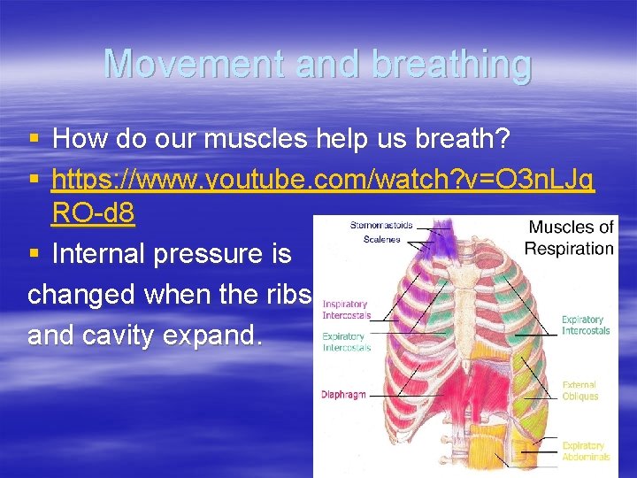 Movement and breathing § How do our muscles help us breath? § https: //www.