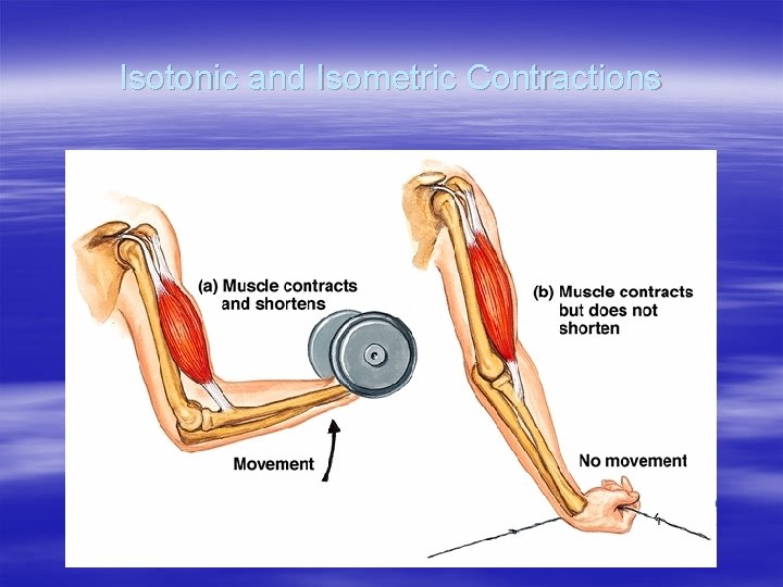 Isotonic and Isometric Contractions 