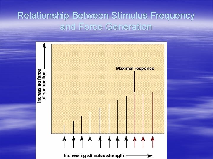 Relationship Between Stimulus Frequency and Force Generation 