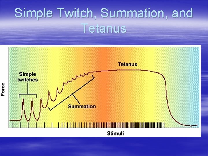 Simple Twitch, Summation, and Tetanus 