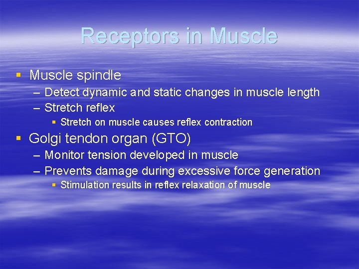 Receptors in Muscle § Muscle spindle – Detect dynamic and static changes in muscle