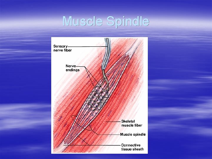 Muscle Spindle 