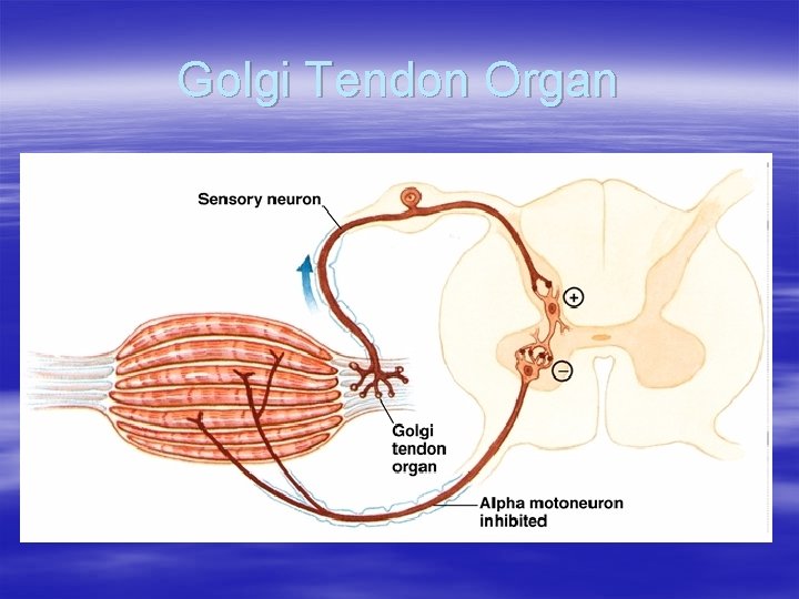 Golgi Tendon Organ 