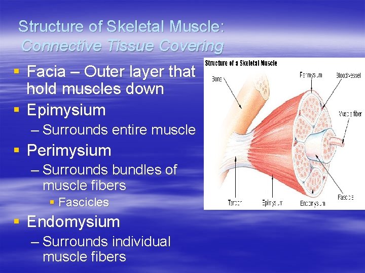 Structure of Skeletal Muscle: Connective Tissue Covering § Facia – Outer layer that hold