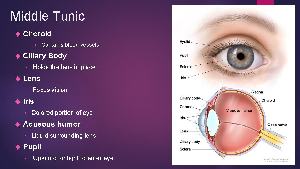 Middle Tunic Choroid • Ciliary Body • Colored portion of eye Aqueous humor • Middle Tunic Choroid • Ciliary Body • Colored portion of eye Aqueous humor •