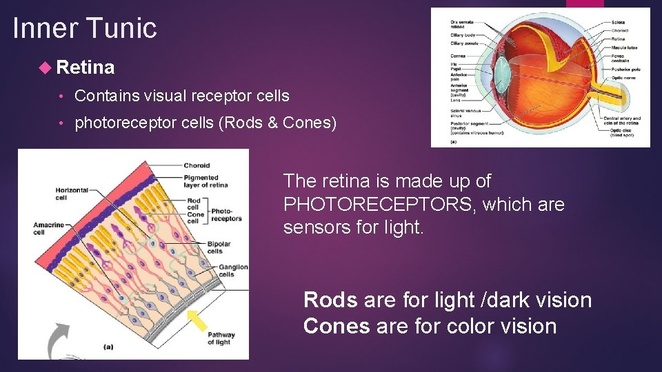Inner Tunic Retina • Contains visual receptor cells • photoreceptor cells (Rods & Cones) Inner Tunic Retina • Contains visual receptor cells • photoreceptor cells (Rods & Cones)