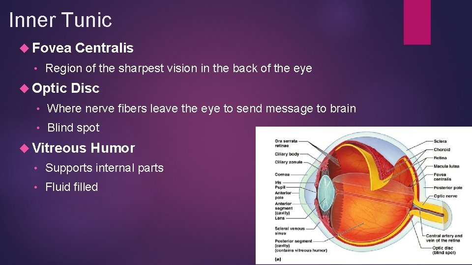 Inner Tunic Fovea • Centralis Region of the sharpest vision in the back of Inner Tunic Fovea • Centralis Region of the sharpest vision in the back of