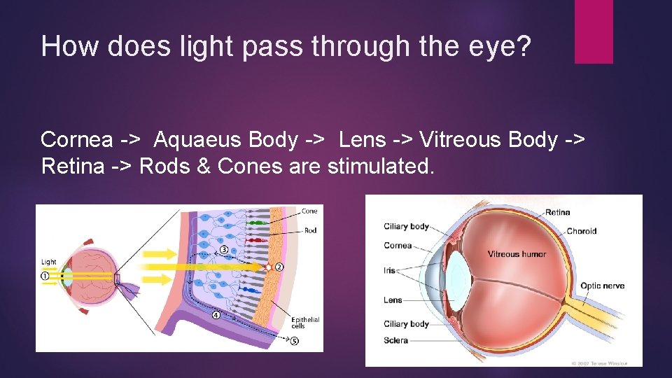 How does light pass through the eye? Cornea -> Aquaeus Body -> Lens -> How does light pass through the eye? Cornea -> Aquaeus Body -> Lens ->