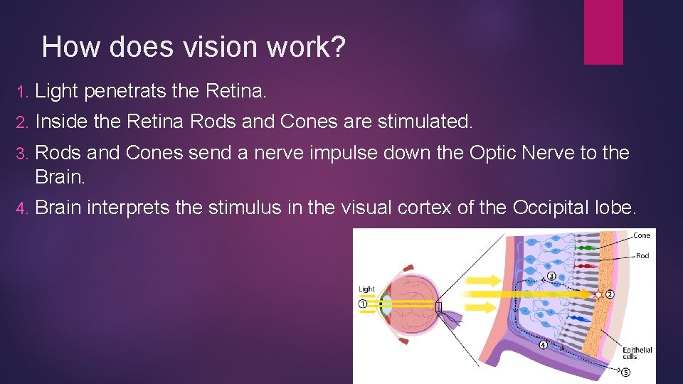 How does vision work? 1. Light penetrats the Retina. 2. Inside the Retina Rods How does vision work? 1. Light penetrats the Retina. 2. Inside the Retina Rods