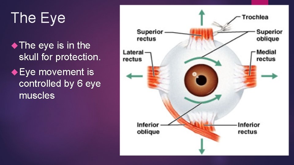The Eye The eye is in the skull for protection. Eye movement is controlled The Eye The eye is in the skull for protection. Eye movement is controlled