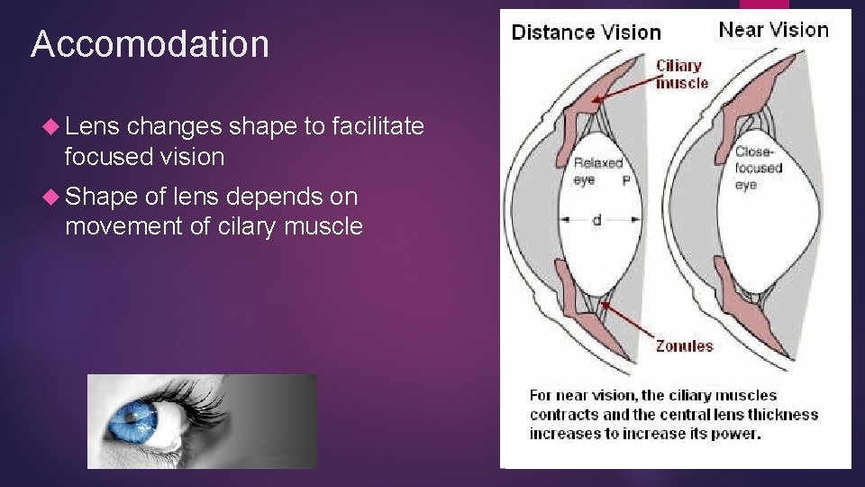 Accomodation Lens changes shape to facilitate focused vision Shape of lens depends on movement Accomodation Lens changes shape to facilitate focused vision Shape of lens depends on movement