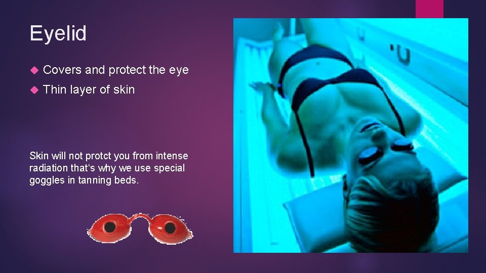Eyelid Covers and protect the eye Thin layer of skin Skin will not protct Eyelid Covers and protect the eye Thin layer of skin Skin will not protct