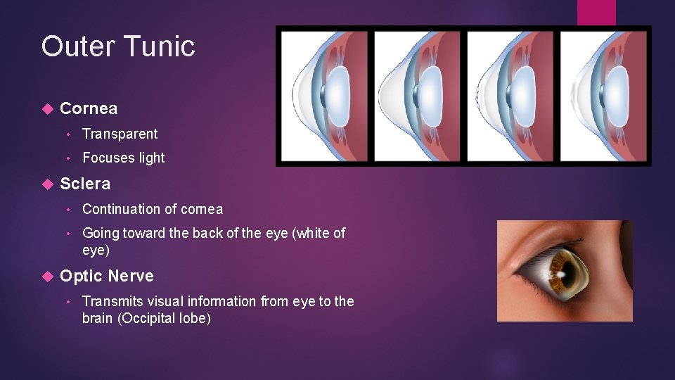 Outer Tunic Cornea • Transparent • Focuses light Sclera • Continuation of cornea • Outer Tunic Cornea • Transparent • Focuses light Sclera • Continuation of cornea •