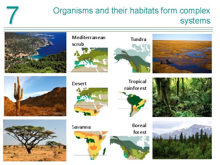 7 Organisms and their habitats form complex systems Mediterranean scrub Desert Savanna Tundra Tropical