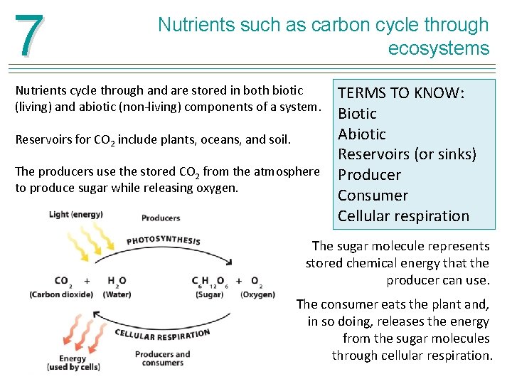 7 Nutrients such as carbon cycle through ecosystems Nutrients cycle through and are stored