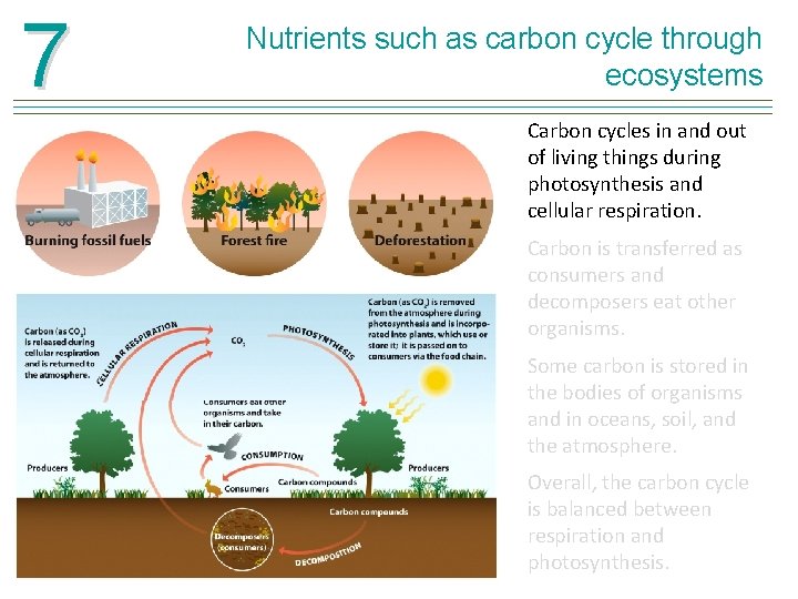 7 Nutrients such as carbon cycle through ecosystems Carbon cycles in and out of