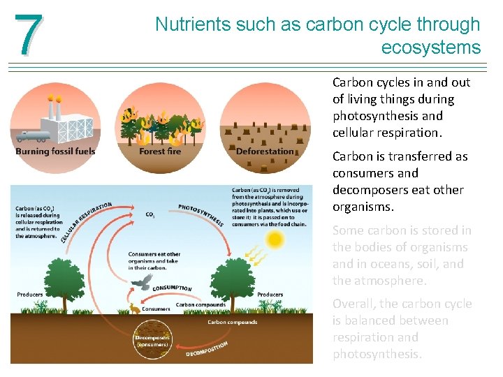 7 Nutrients such as carbon cycle through ecosystems Carbon cycles in and out of