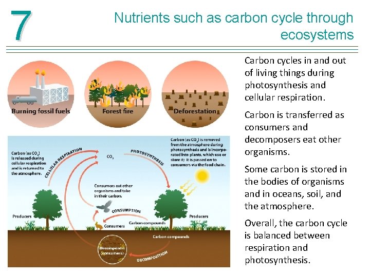 7 Nutrients such as carbon cycle through ecosystems Carbon cycles in and out of