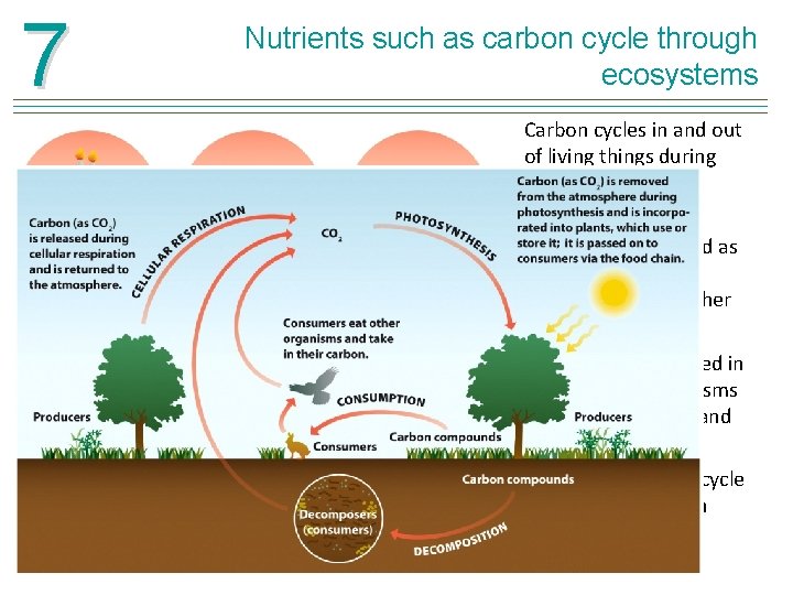 7 Nutrients such as carbon cycle through ecosystems Carbon cycles in and out of