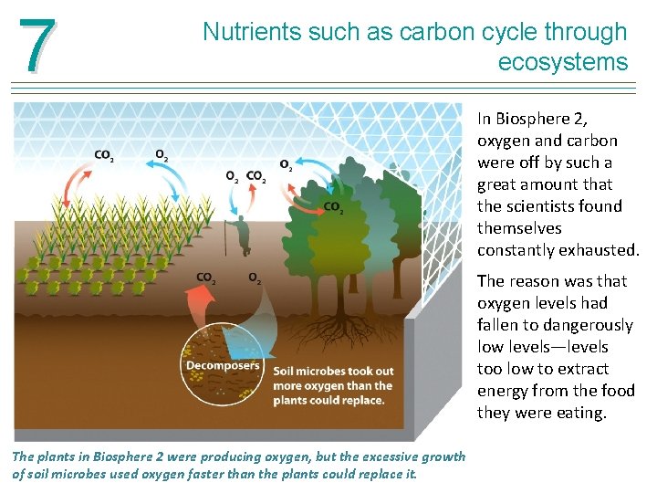 7 Nutrients such as carbon cycle through ecosystems In Biosphere 2, oxygen and carbon