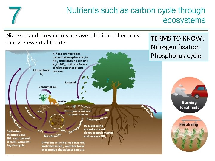 7 Nutrients such as carbon cycle through ecosystems Nitrogen and phosphorus are two additional