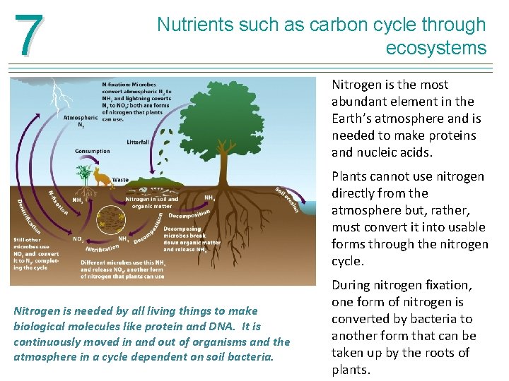 7 Nutrients such as carbon cycle through ecosystems Nitrogen is the most abundant element