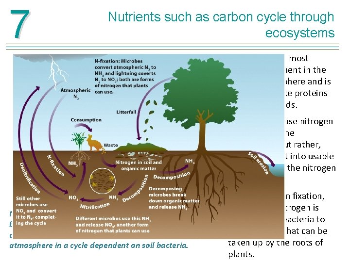 7 Nutrients such as carbon cycle through ecosystems Nitrogen is the most abundant element