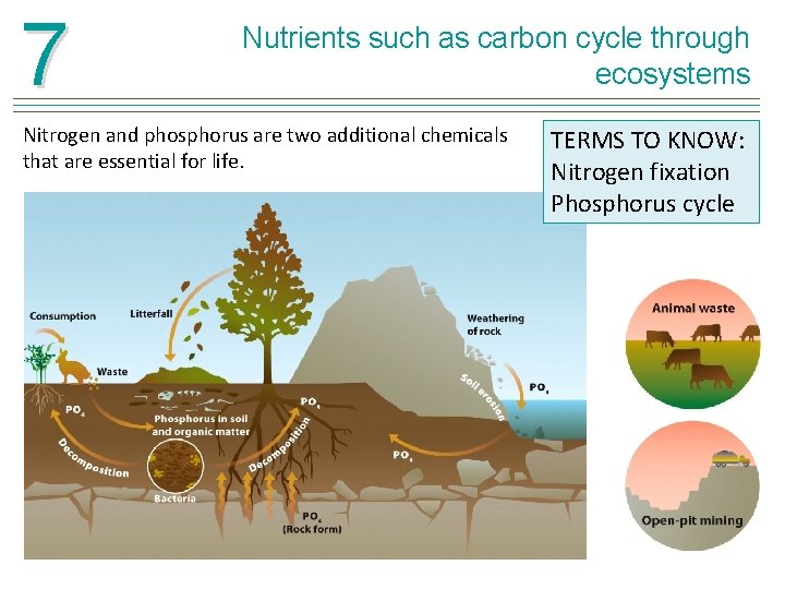 7 Nutrients such as carbon cycle through ecosystems Nitrogen and phosphorus are two additional